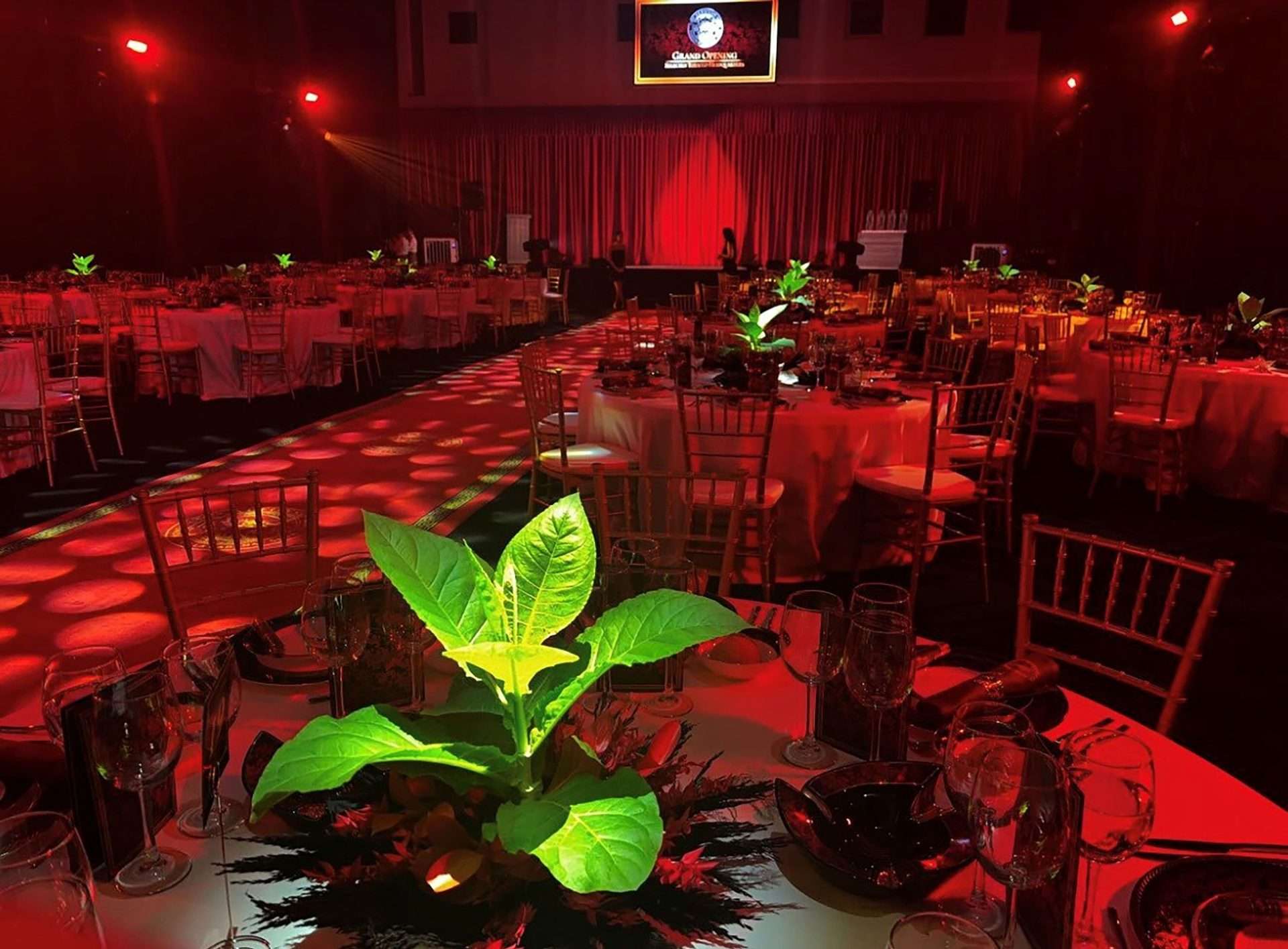 Gala dining room set with tobacco plants under red lighting